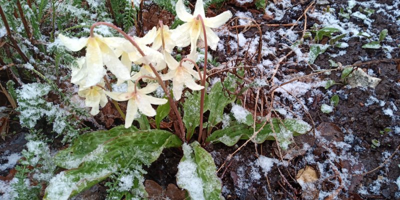 Erythronium revolutum ‘White Beauty’